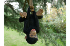 Climbing Monkey