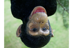 Climbing Monkey