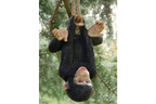 Climbing Monkey
