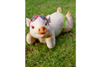 Pig In Bikini