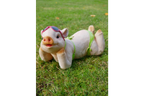 Pig In Bikini