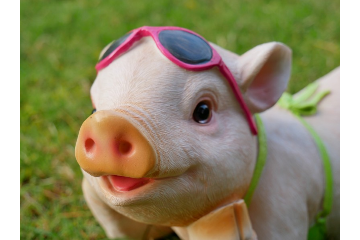Pig In Bikini