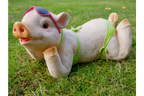 Pig In Bikini