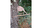 Bird Spike