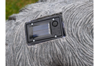 Sloth With Solar Light