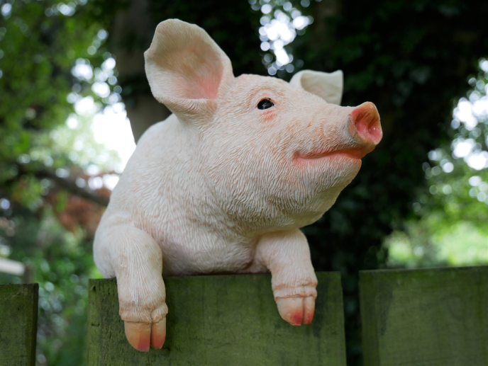 Hanging Pig