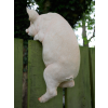 Hanging Pig