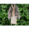 Hanging Bat