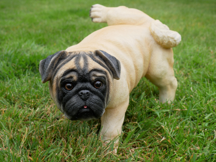 Cocking Dog