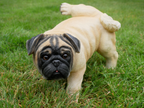 Cocking Dog