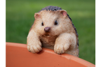 Pot Hanging Hedgehog