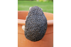 Pot Hanging Hedgehog