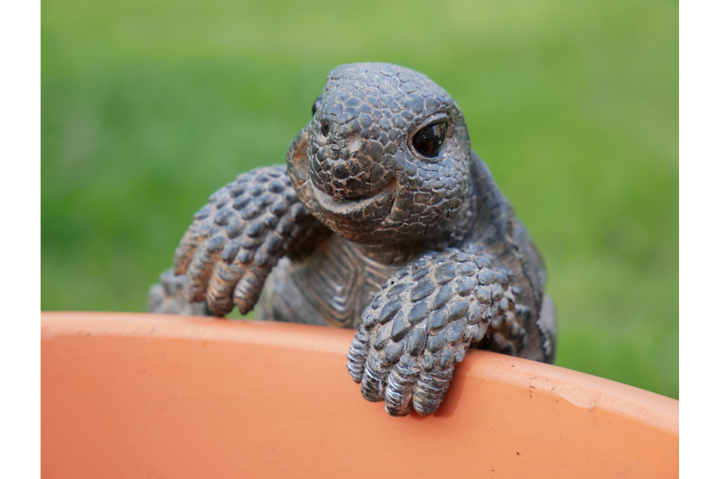 Pot Hanging Tortoise