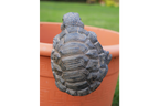 Pot Hanging Tortoise