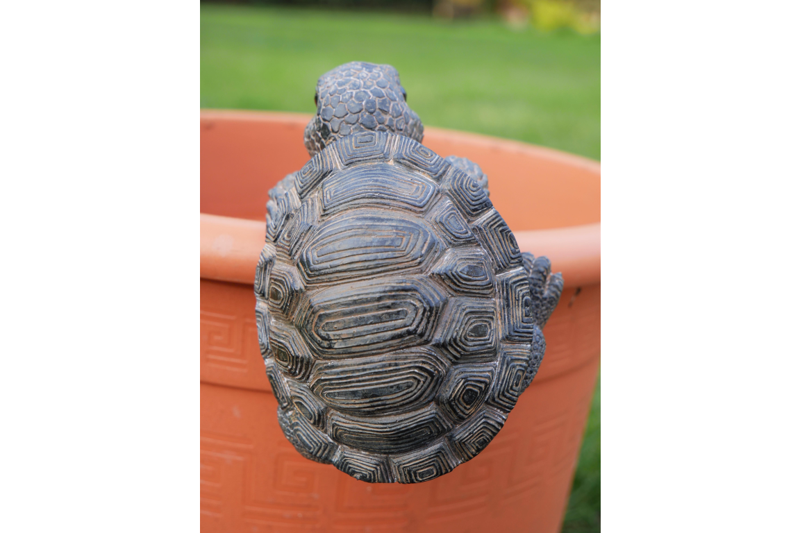 Pot Hanging Tortoise