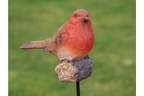 Robin On Stake