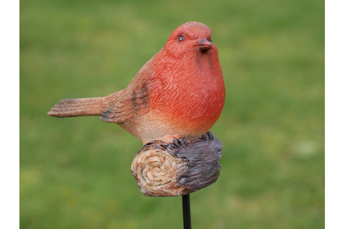 Robin On Stake