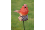 Robin On Stake