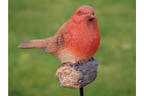 Robin On Stake