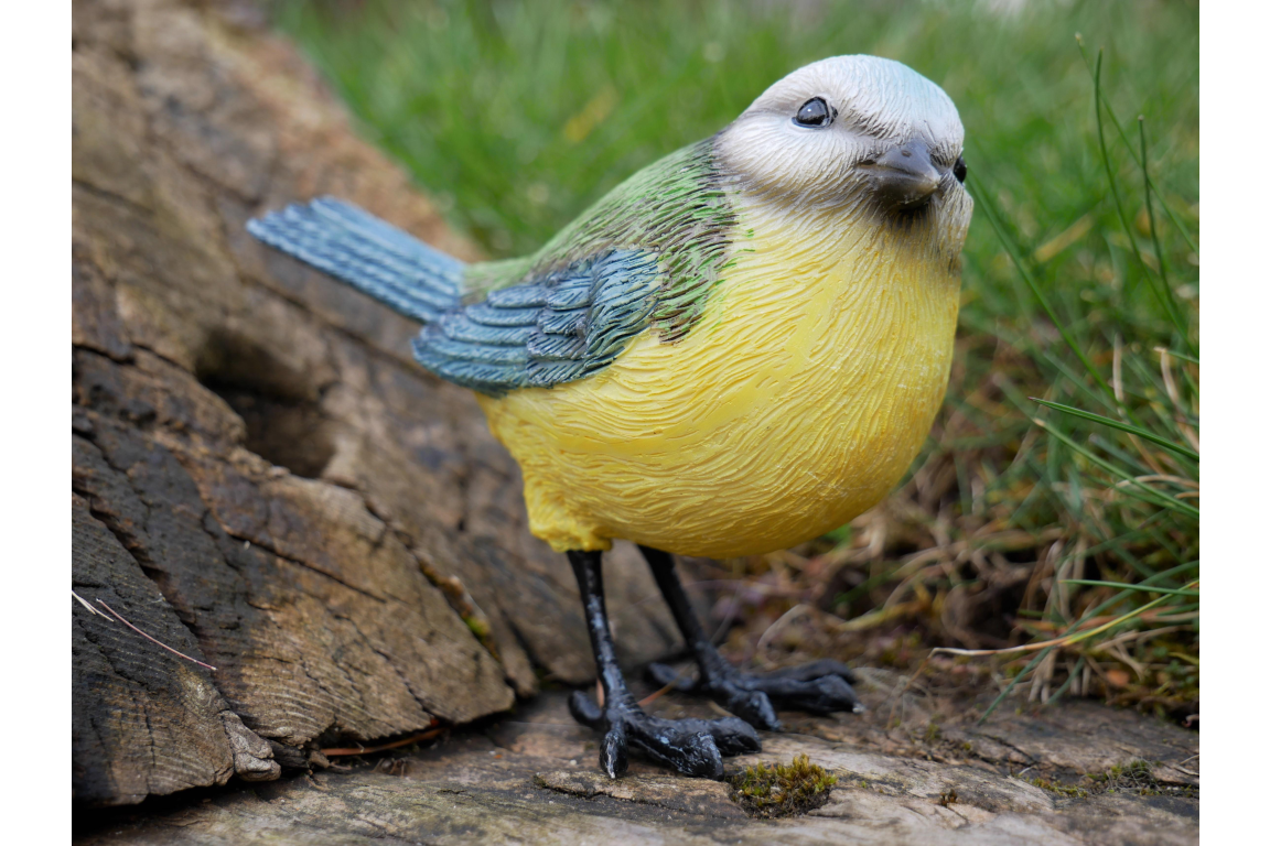 Blue Tit