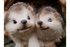 Hedgehogs In Log