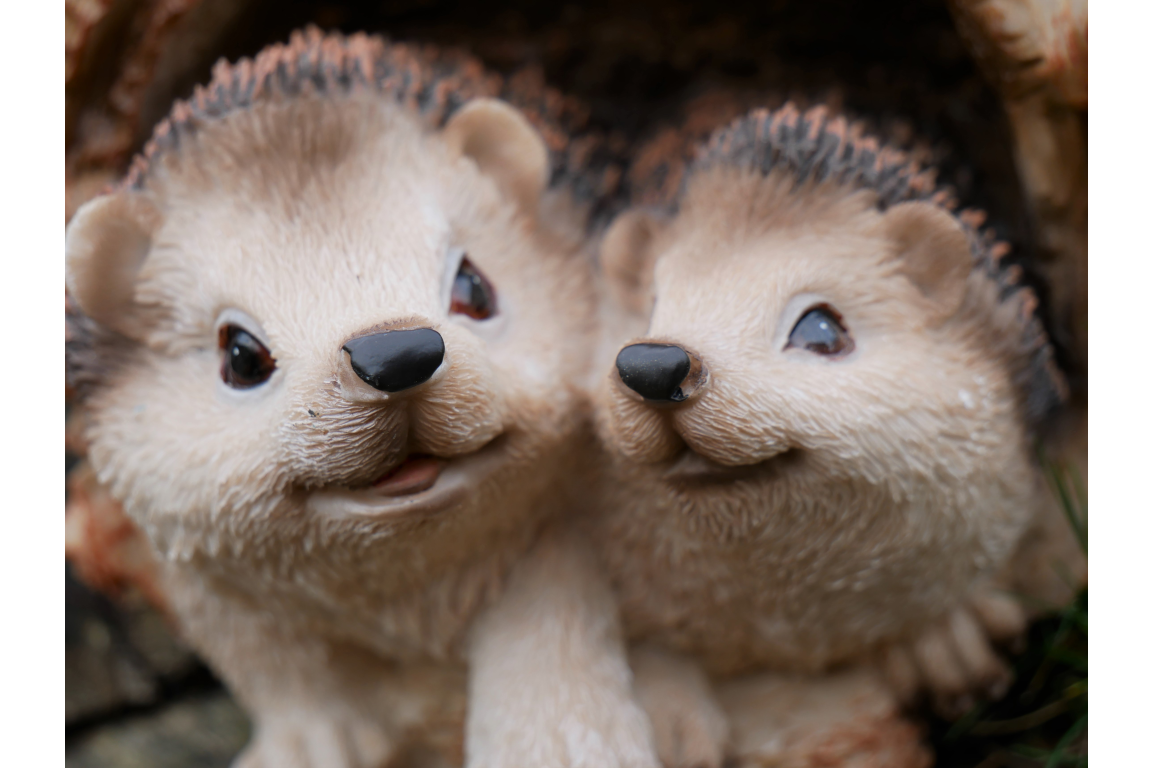 Hedgehogs In Log