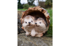 Hedgehogs In Log