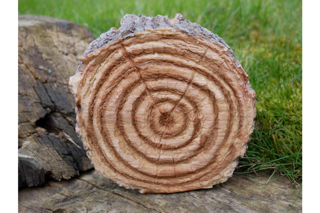 Hedgehogs In Log