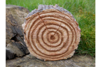 Hedgehogs In Log