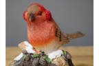 Winter Robin