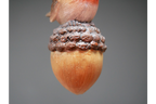 Robin On Acorn Tree Decoration