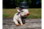 Pig With Monocle