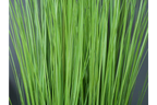 Artificial Dandelion Grass - Small