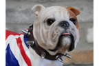 British Bulldog