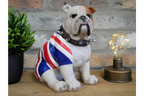 British Bulldog