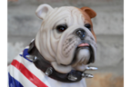 British Bulldog