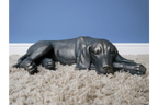 Laying Dog