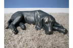 Laying Dog