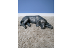 Laying Dog
