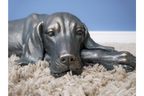 Laying Dog