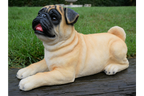 Laying Dog