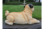 Laying Dog
