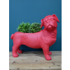 Red Dog Planter