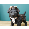 Pilot Dog