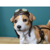 Pilot Dog