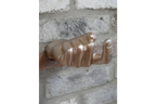 Hand Wall Decoration