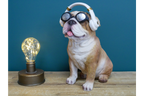 Dog With Headphones