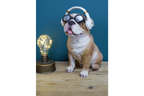 Dog With Headphones