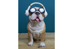 Dog With Headphones