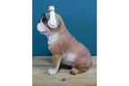 Dog With Headphones